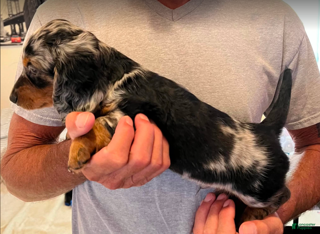 Dachshund dogs for sale: Scotty - Ad 3