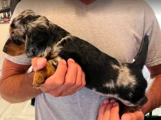 Dachshund dogs Scotty - Ad 2