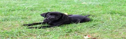 Labrador Retriever dogs for sale: Eloise - Ad 6