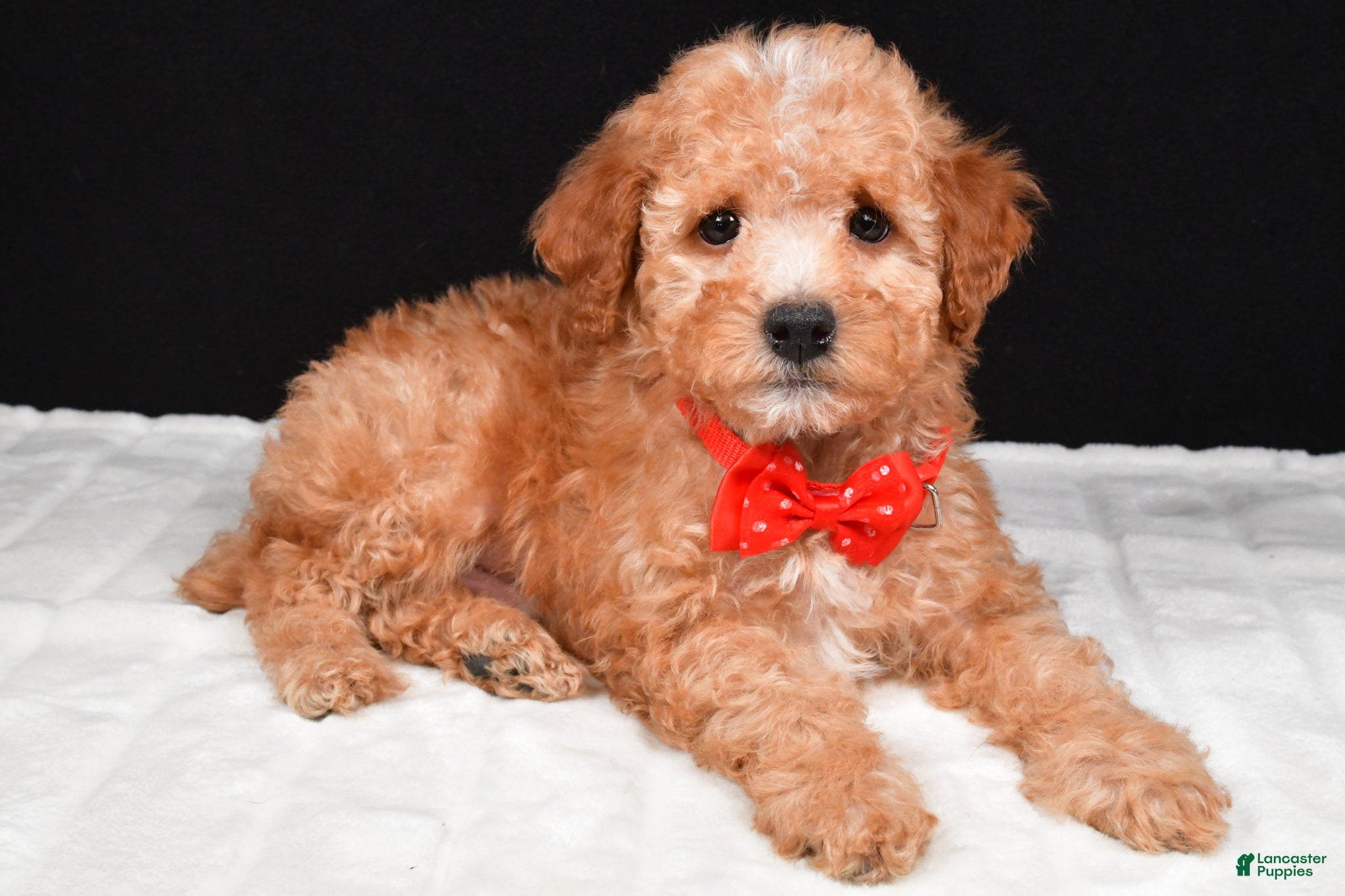 Miniature Poodle dogs Skipper - Ad 1