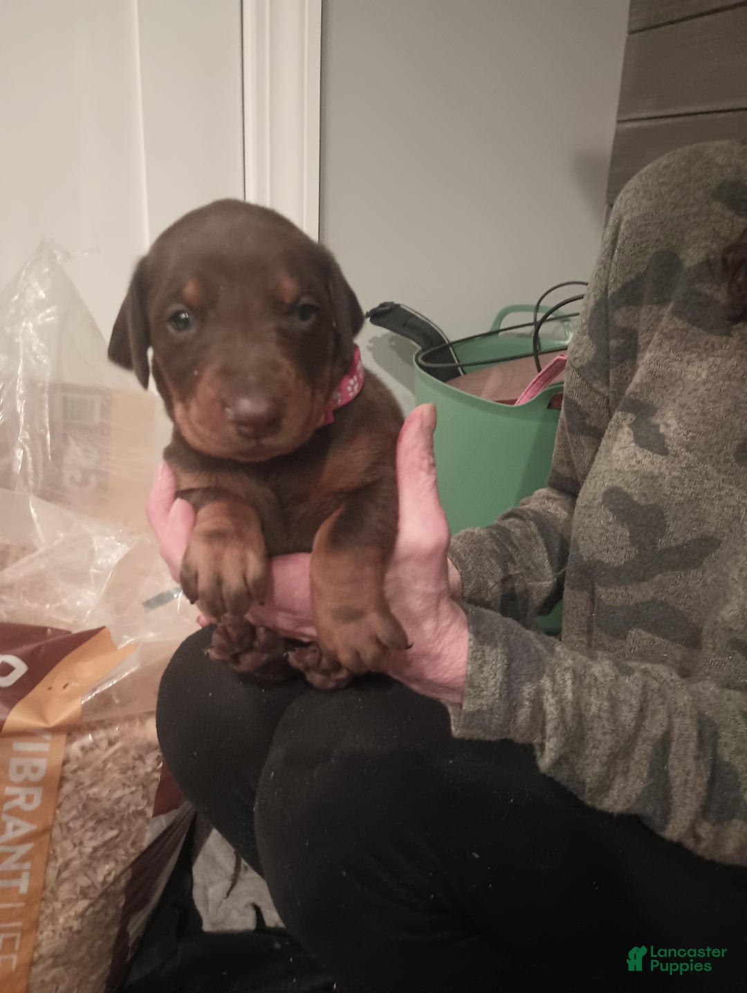 Doberman Pinscher dogs for sale: Lexi - Ad 2