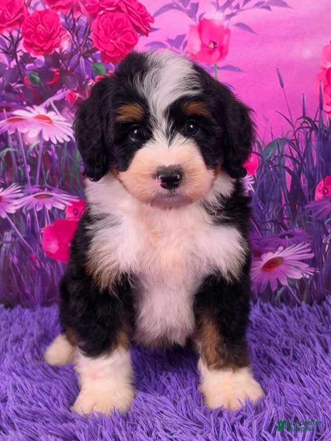 Mini Bernedoodle dogs Scooter - Ad 1