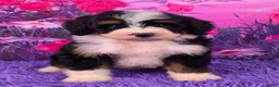 Mini Bernedoodle dogs for sale: Scooter - Ad 1