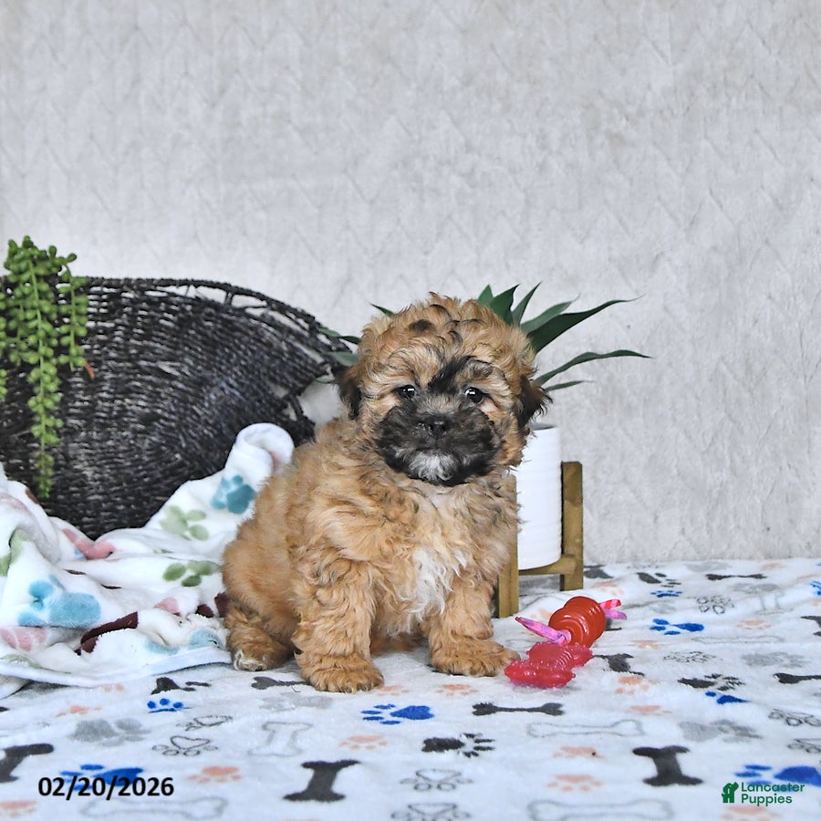 Shihpoo dogs Callie - Ad 1