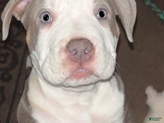 American Bully dogs American Bully Puppy 2 - Ad 15