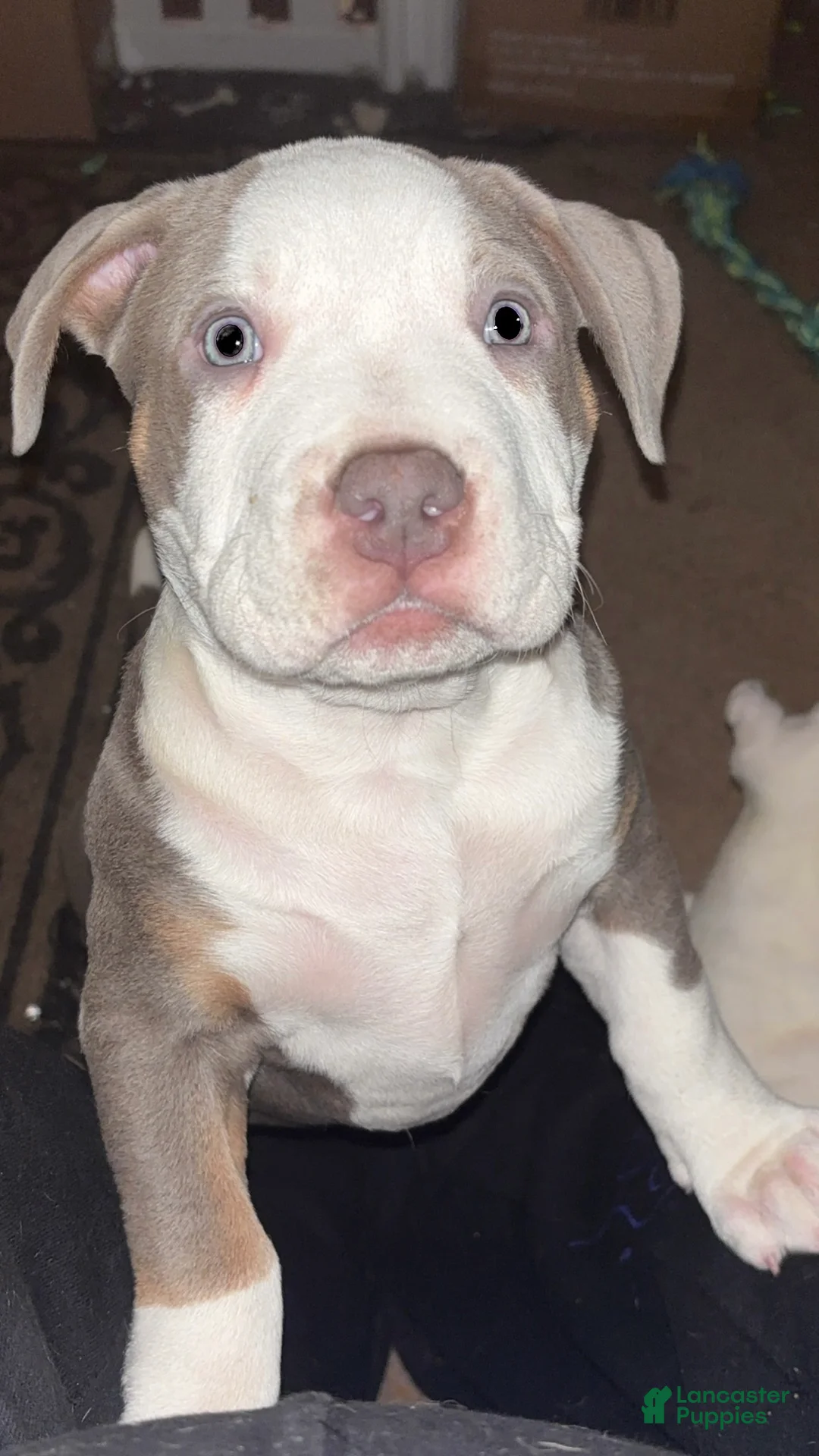 American Bully dogs for sale: American Bully Puppy 2 - Ad 1