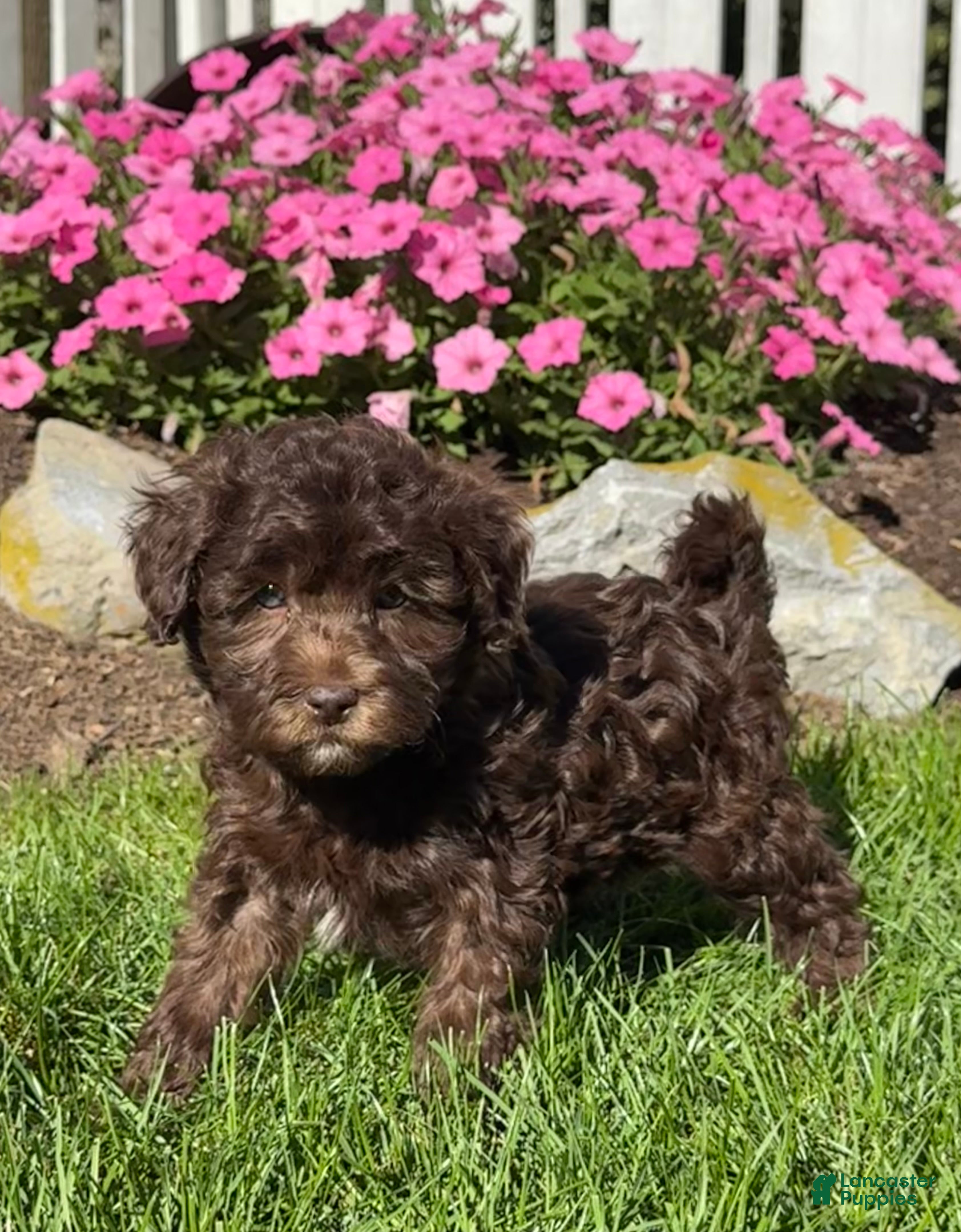 Havapoo dogs for sale: Kane - Ad 3