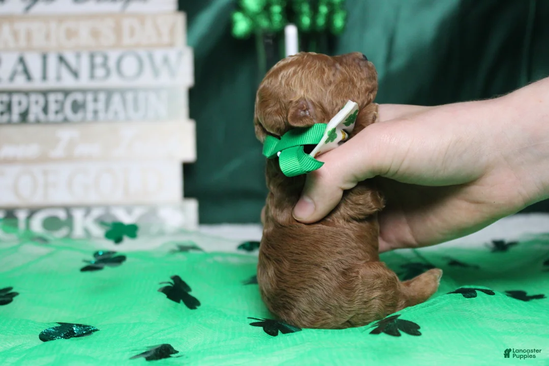 Toy Poodle dogs for sale: Andy  - Ad 7