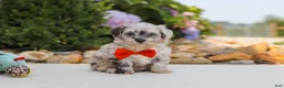 Havapoo dogs for sale: Buddy - Ad 9