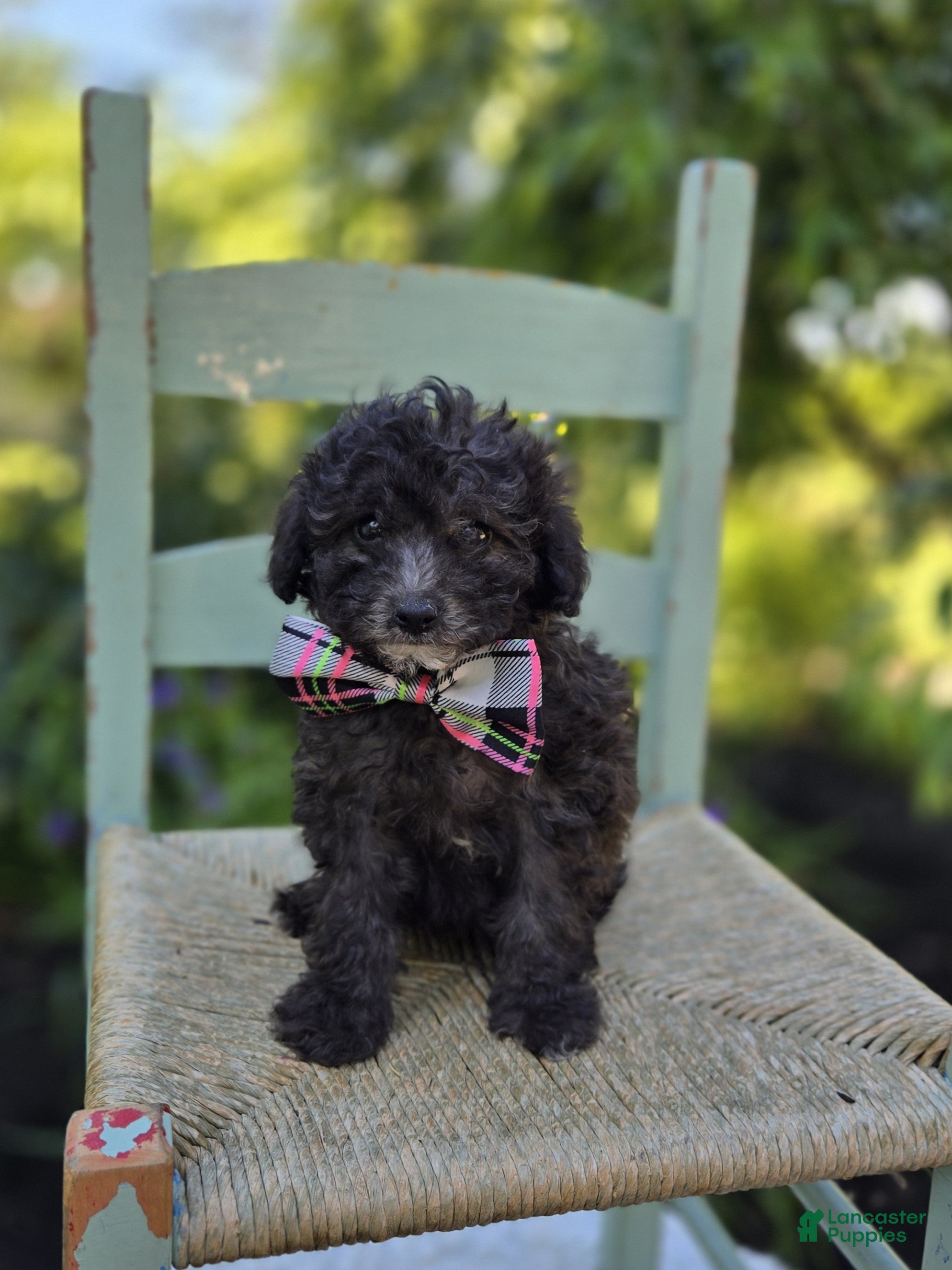 Miniature Poodle dogs Cathy - Ad 2