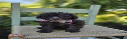 Miniature Poodle dogs for sale: Cathy - Ad 2