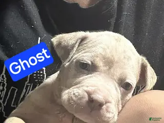 American Bully dogs Ghost - Ad 25