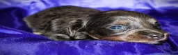 Dachshund dogs for sale: Helen - Ad 5