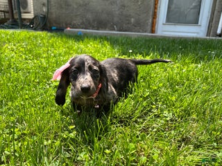 Miniature Dachshund dogs - Ad 7