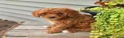 Cavapoo dogs for sale: Isabelle - Ad 3