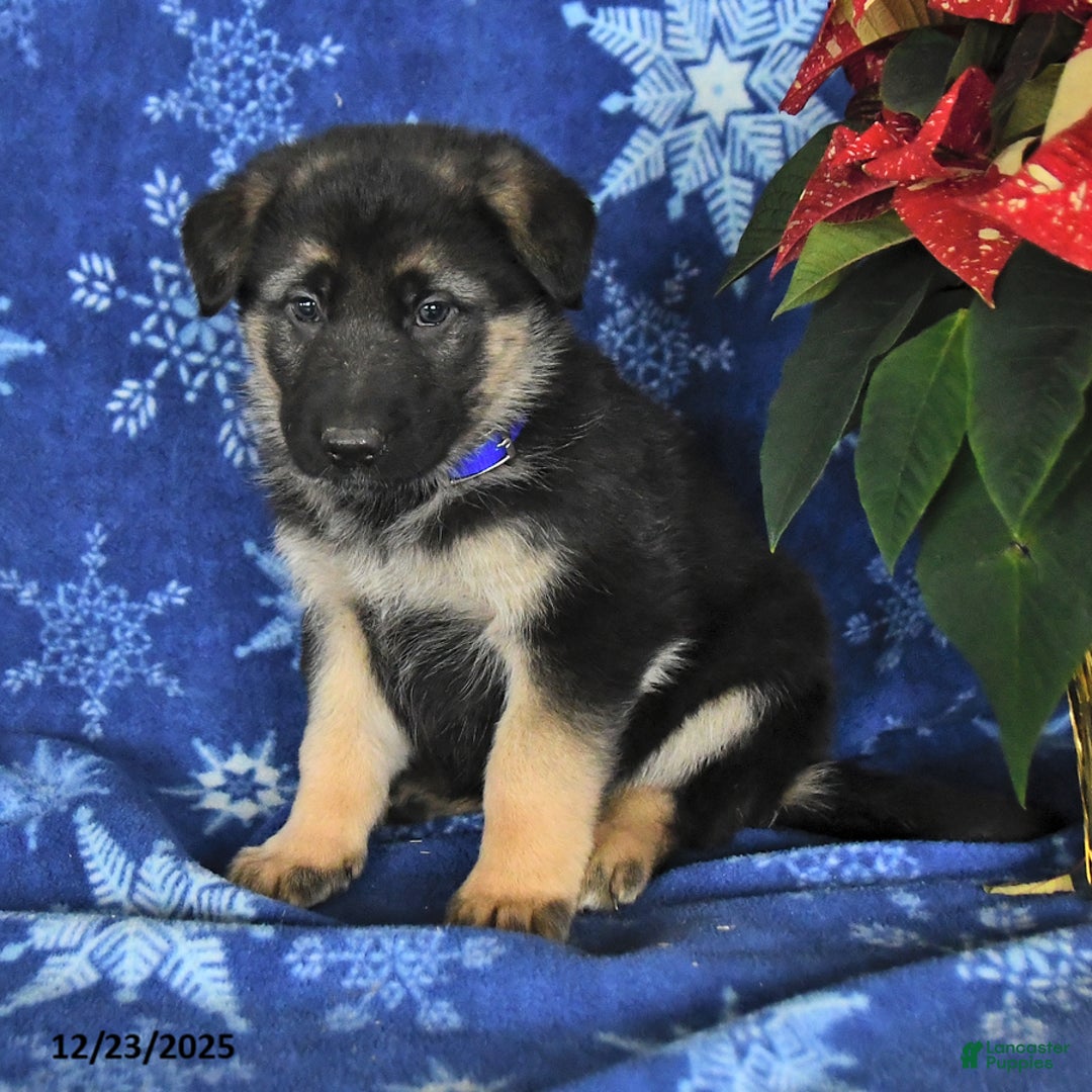 German Shepherd dogs for sale: Nick  - Ad 4