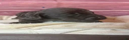 Cockapoo dogs for sale: Nox - Ad 15