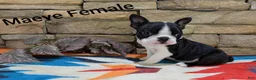 Boston Terrier dogs for sale: Maeve - Ad 1