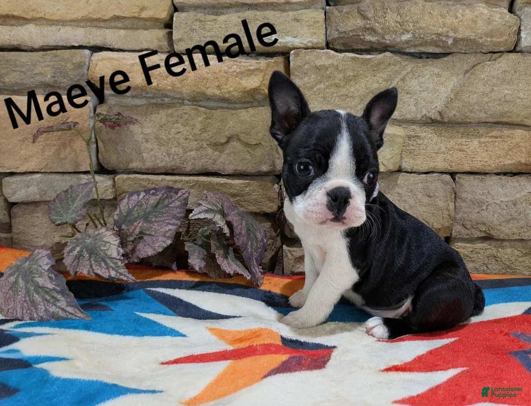 Boston Terrier dogs for sale: Maeve - Ad 1