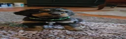 Bernedoodle dogs for sale: Bernedoodle 2 Green collar male  - Ad 5
