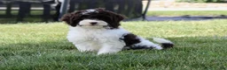 Cockapoo dogs for sale: Ace - Ad 2