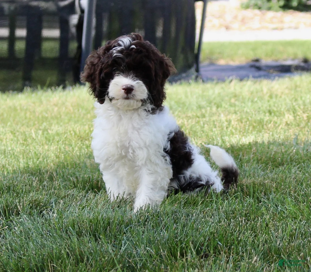 Cockapoo dogs for sale: Ace - Ad 2