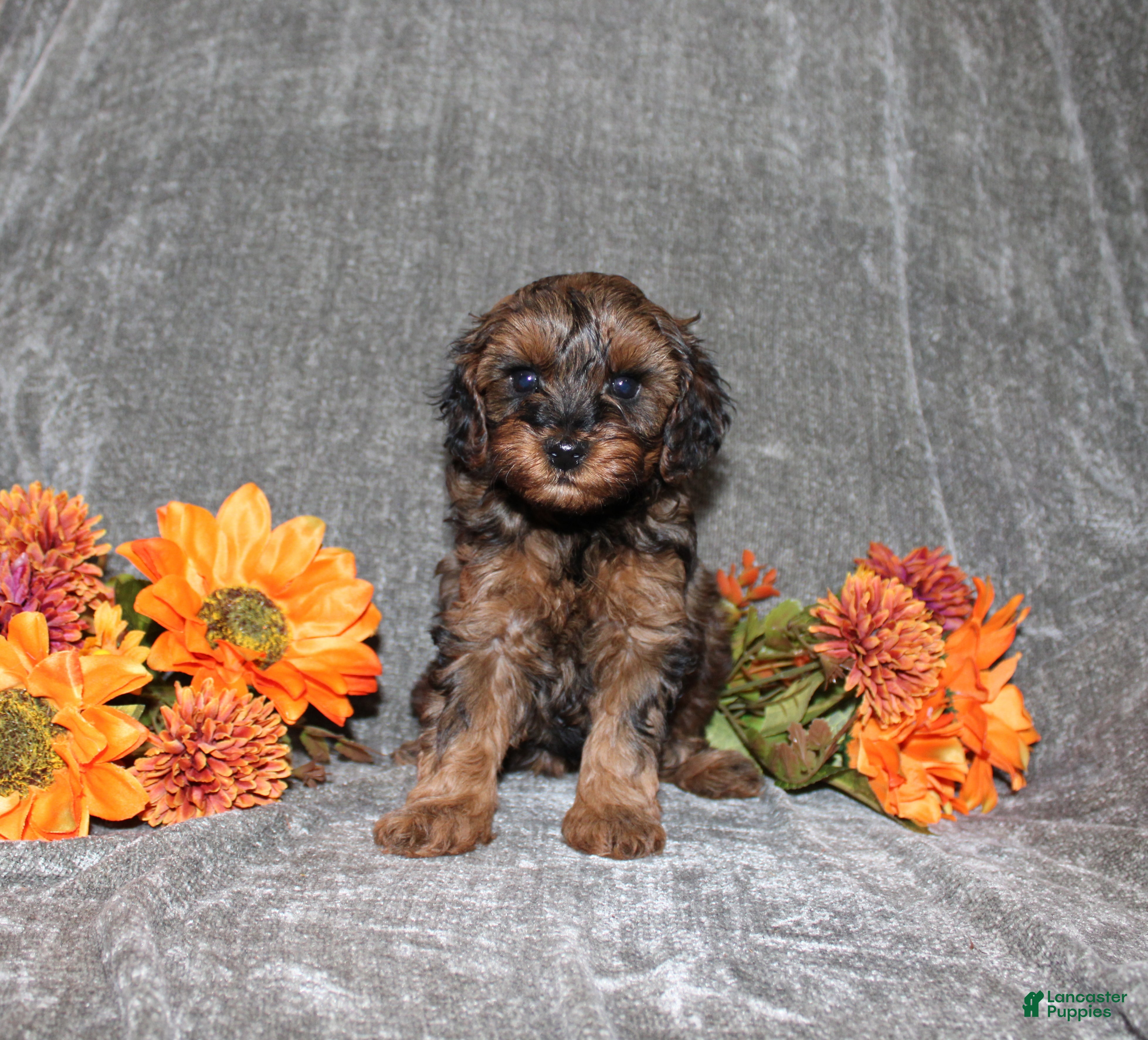 Yorkiepoo dogs Kelly - Ad 24