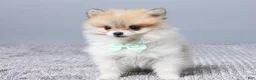 Pomeranian dogs for sale: Dakota - Ad 1