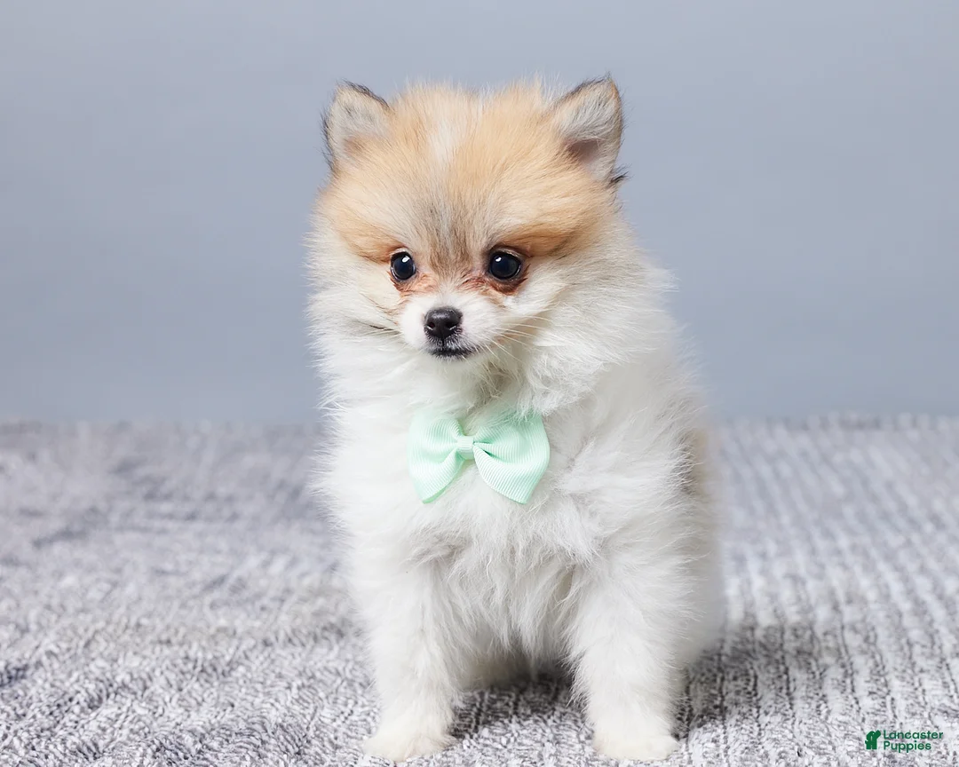 Pomeranian dogs for sale: Dakota - Ad 1