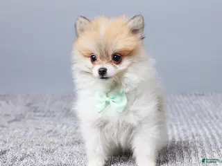 Pomeranian dogs Dakota - Ad 42