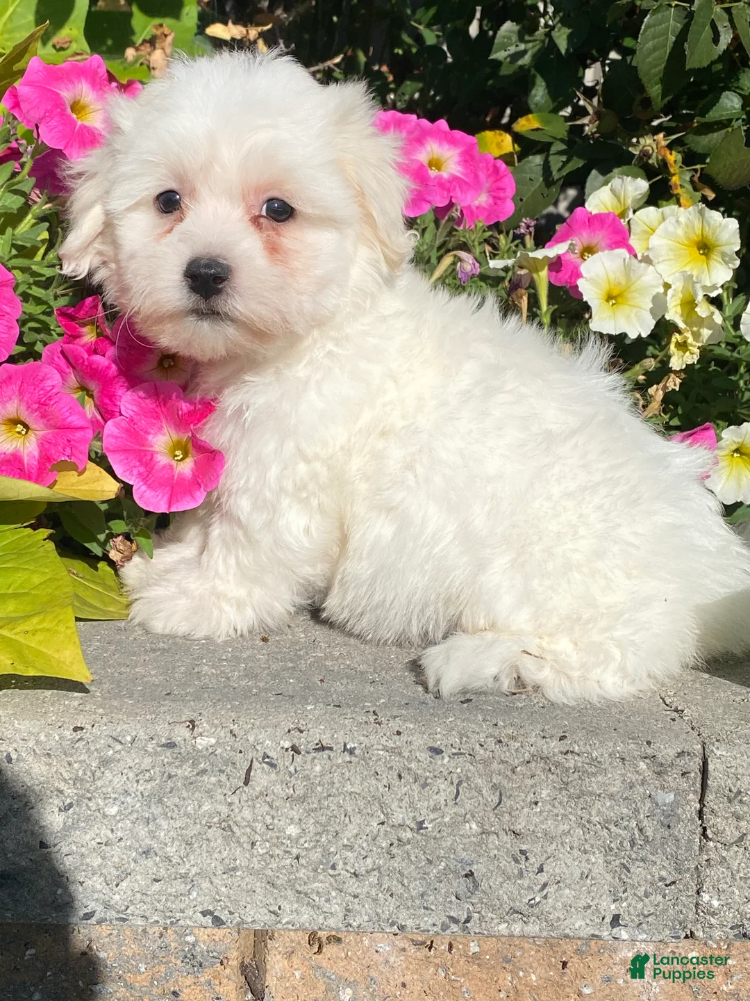 Coton De Tulear dogs for sale: Clifford  - Ad 2