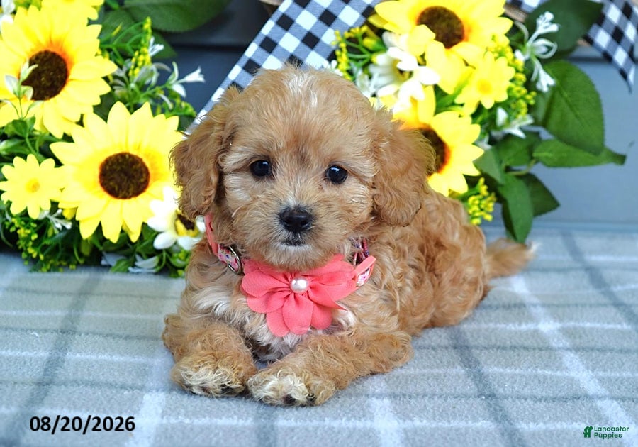 Cavapoo dogs Tulip - Ad 1