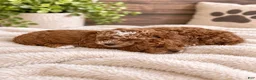 Cavapoo dogs for sale: Nola  - Ad 7