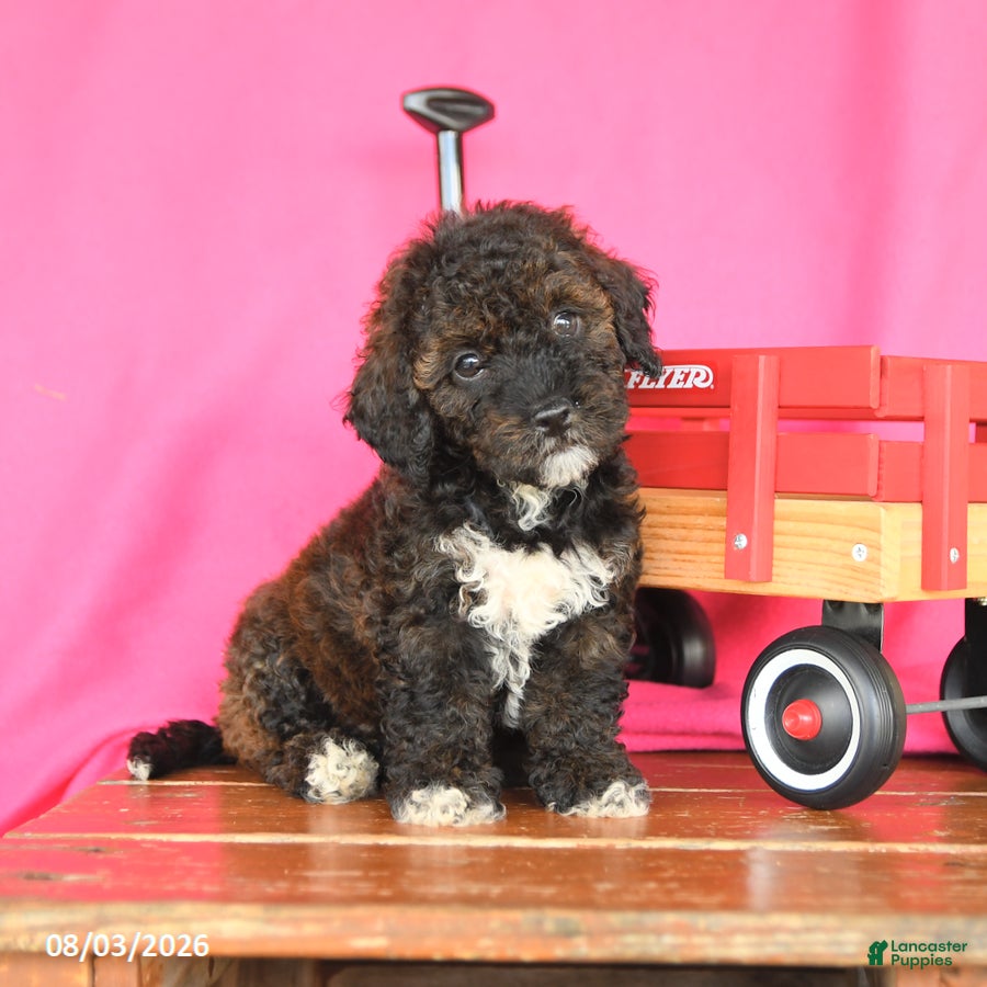 Miniature Poodle dogs Kiwi - Ad 1