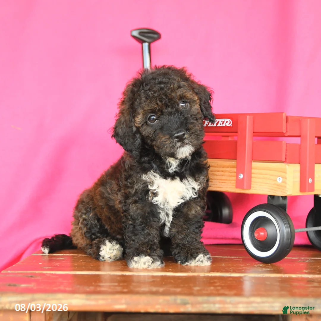Miniature Poodle dogs for sale: Kiwi - Ad 1