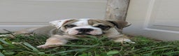 Olde English Bulldogge dogs for sale: Ginger - Ad 16