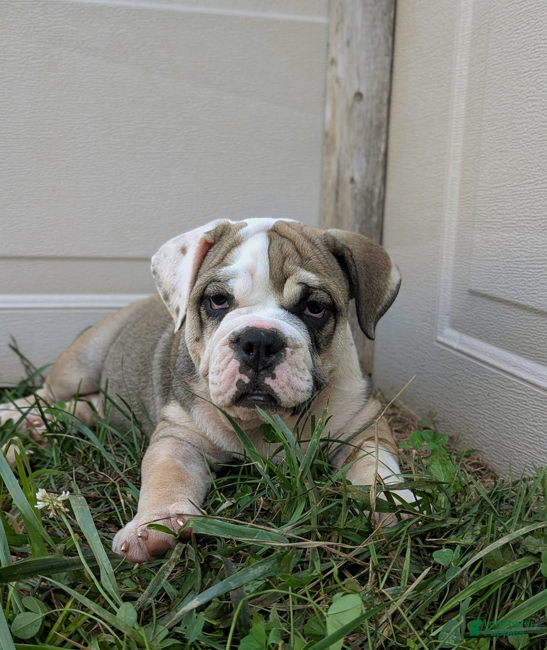 Olde English Bulldogge dogs for sale: Ginger - Ad 16
