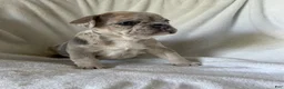 French Bulldog dogs for sale: Yuki - FEMALE - Ad 3