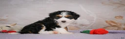 Mini Bernedoodle dogs for sale: Bella - Ad 5