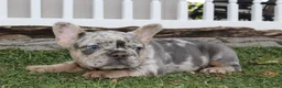 French Bulldog dogs for sale: AKC Zoe - Ad 23