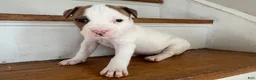 American Pit Bull Terrier dogs for sale: American Pit Bull Terrier Puppy 6 ( Ryan )  - Ad 4