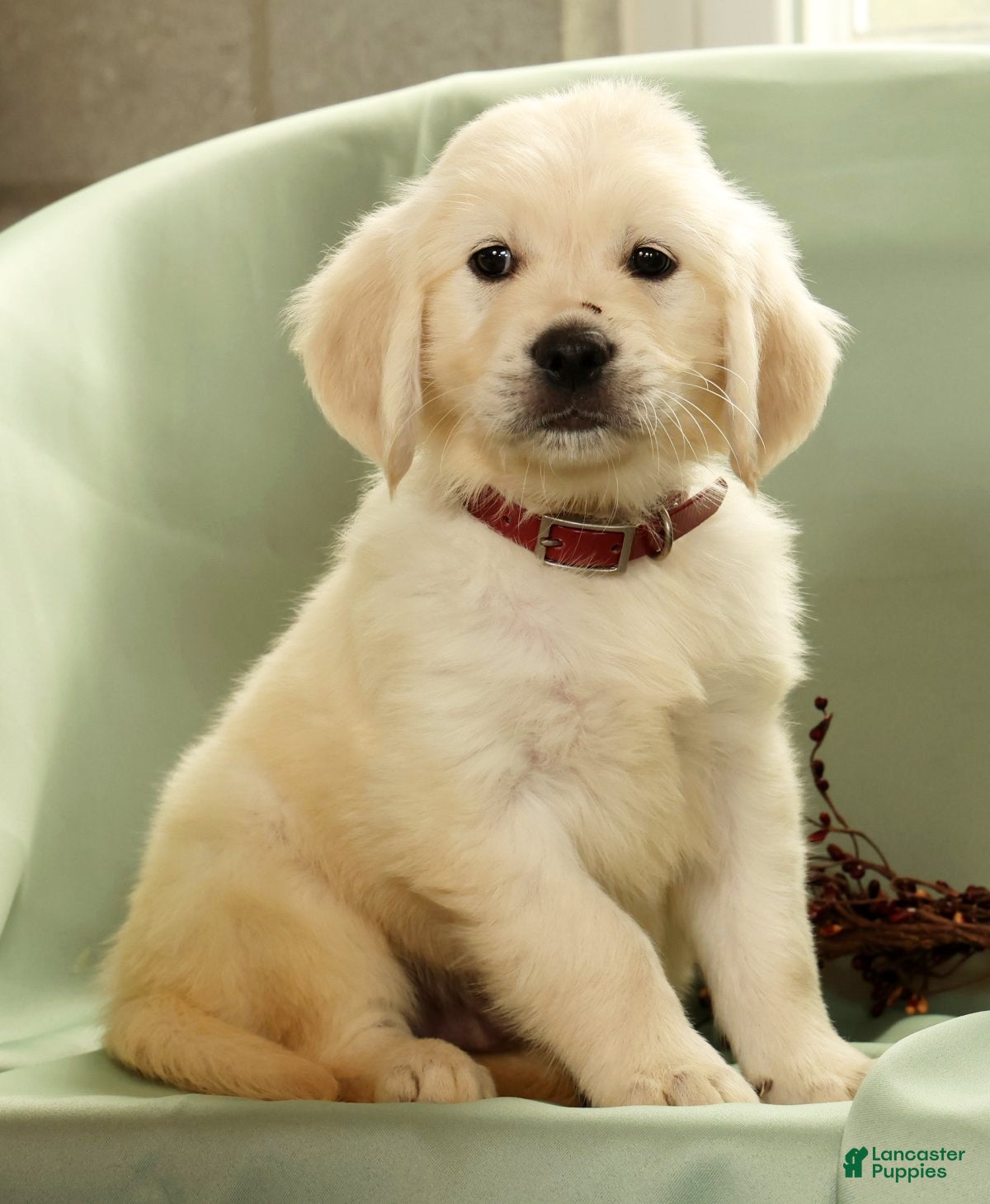 Golden Retriever dogs Gavin - Ad 1