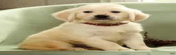 Golden Retriever dogs for sale: Gavin - Ad 6