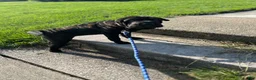 Shar Pei dogs for sale: Shar Pei 1 - Ad 8