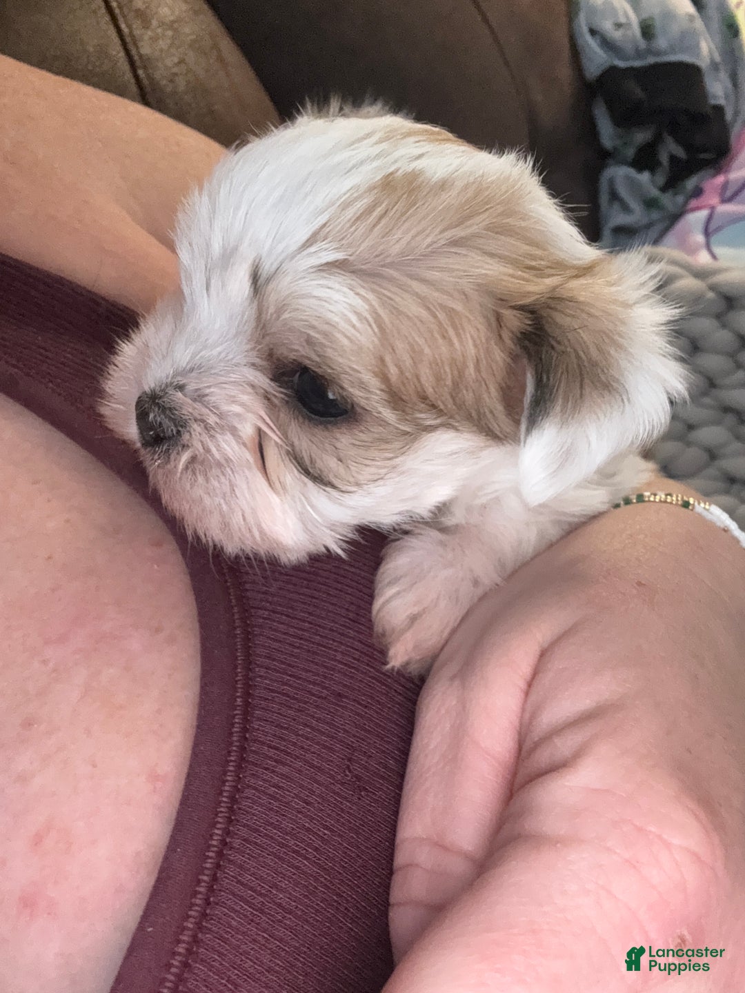Morkie dogs for sale: DASHER!  - Ad 1