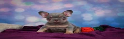 French Bulldog dogs for sale: Diesel - Ad 8