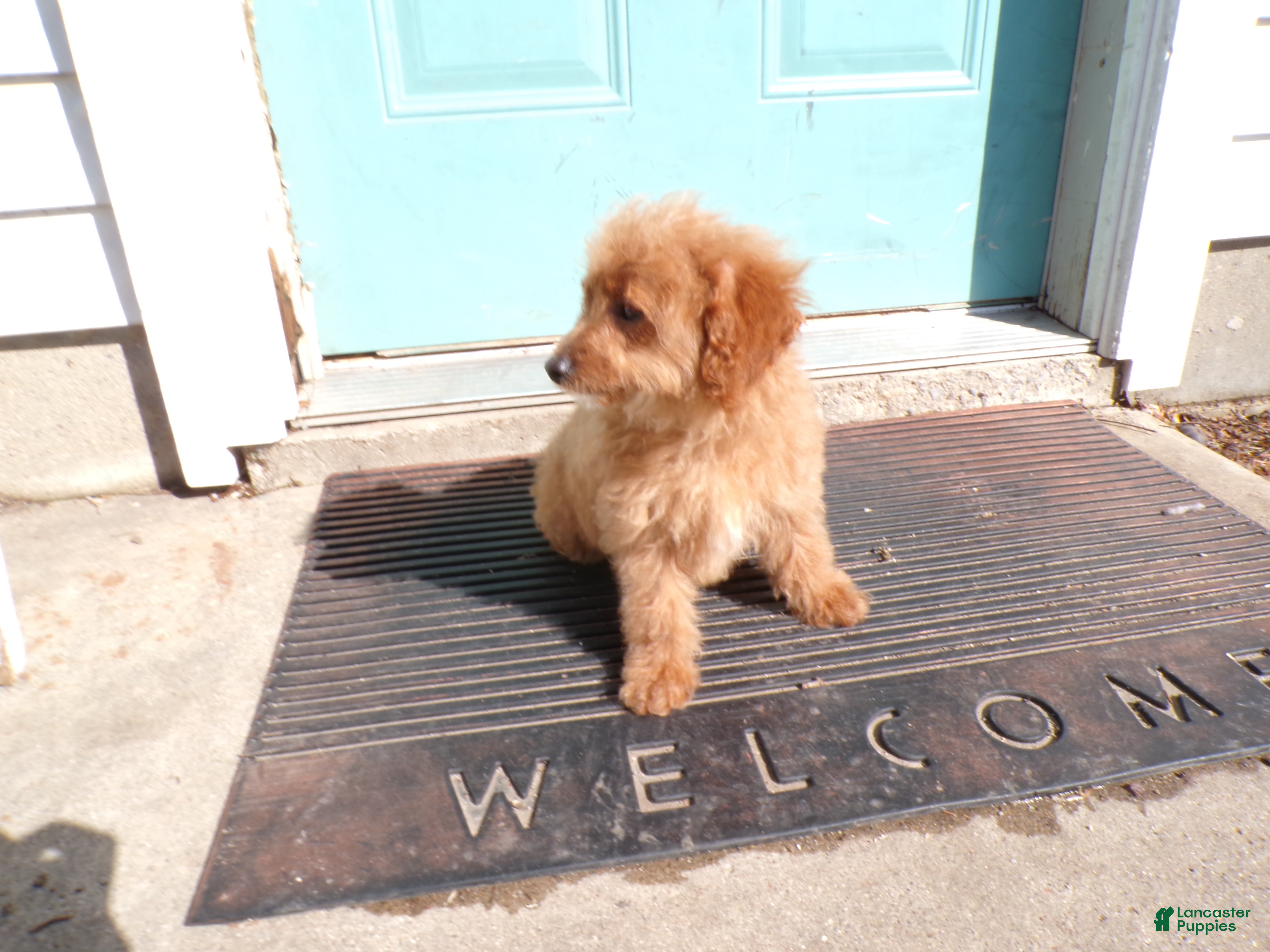 Mini Goldendoodle dogs Bailey - Ad 1