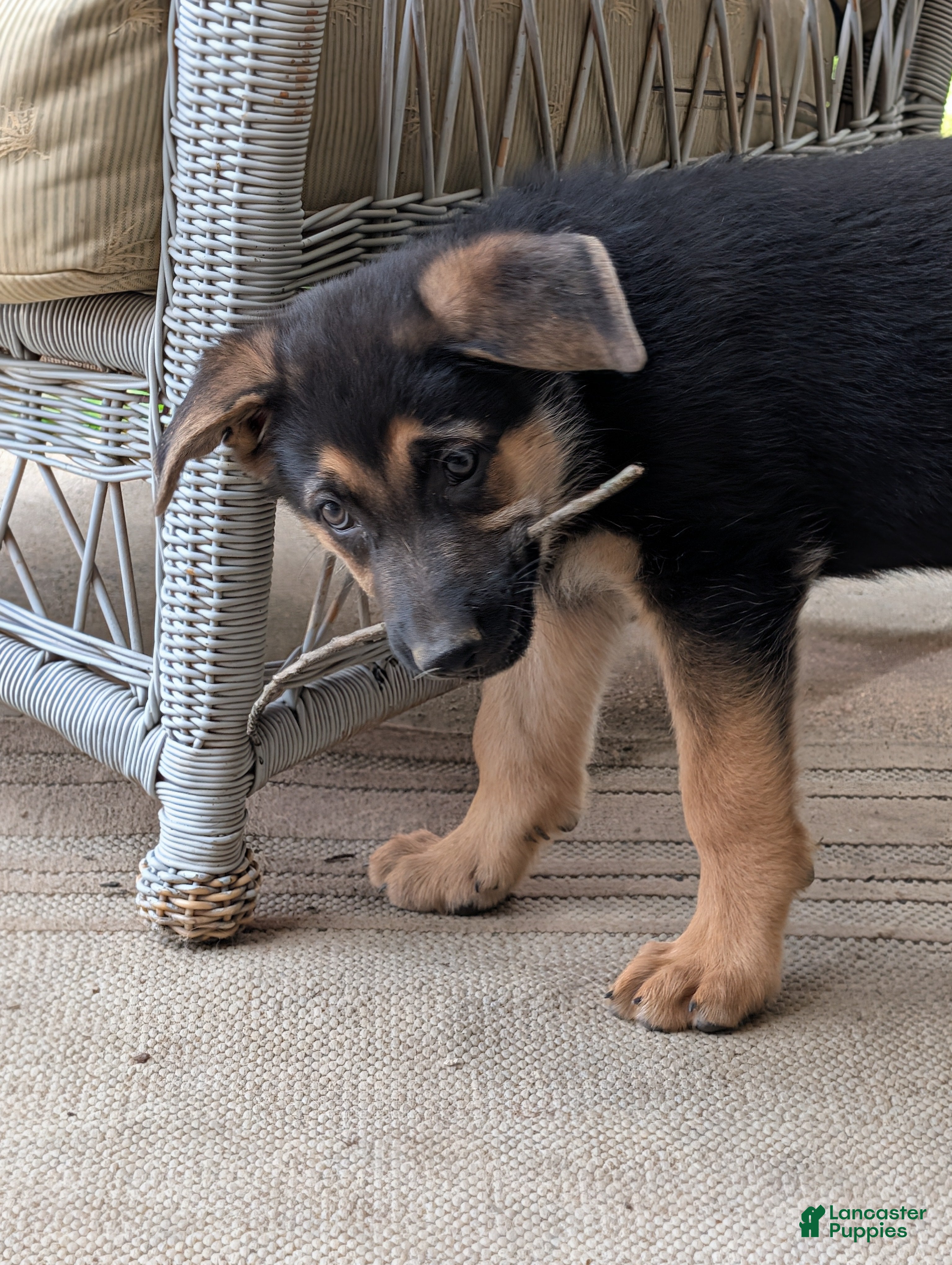 German Shepherd dogs Pink - Ad 5