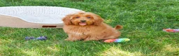 Cavapoo dogs for sale: Amore  - Ad 2