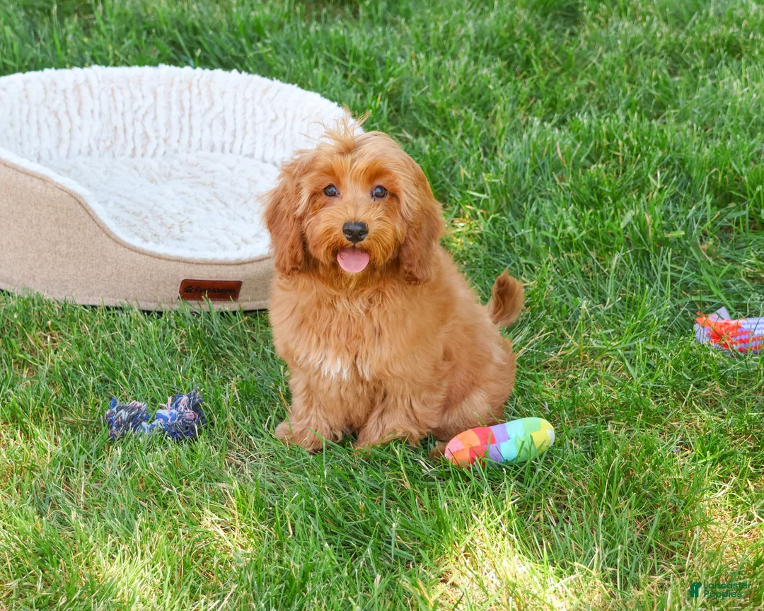 Cavapoo dogs for sale: Amore  - Ad 2